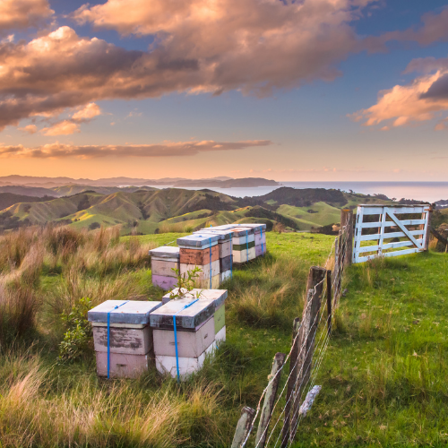 manuka honey bee hives